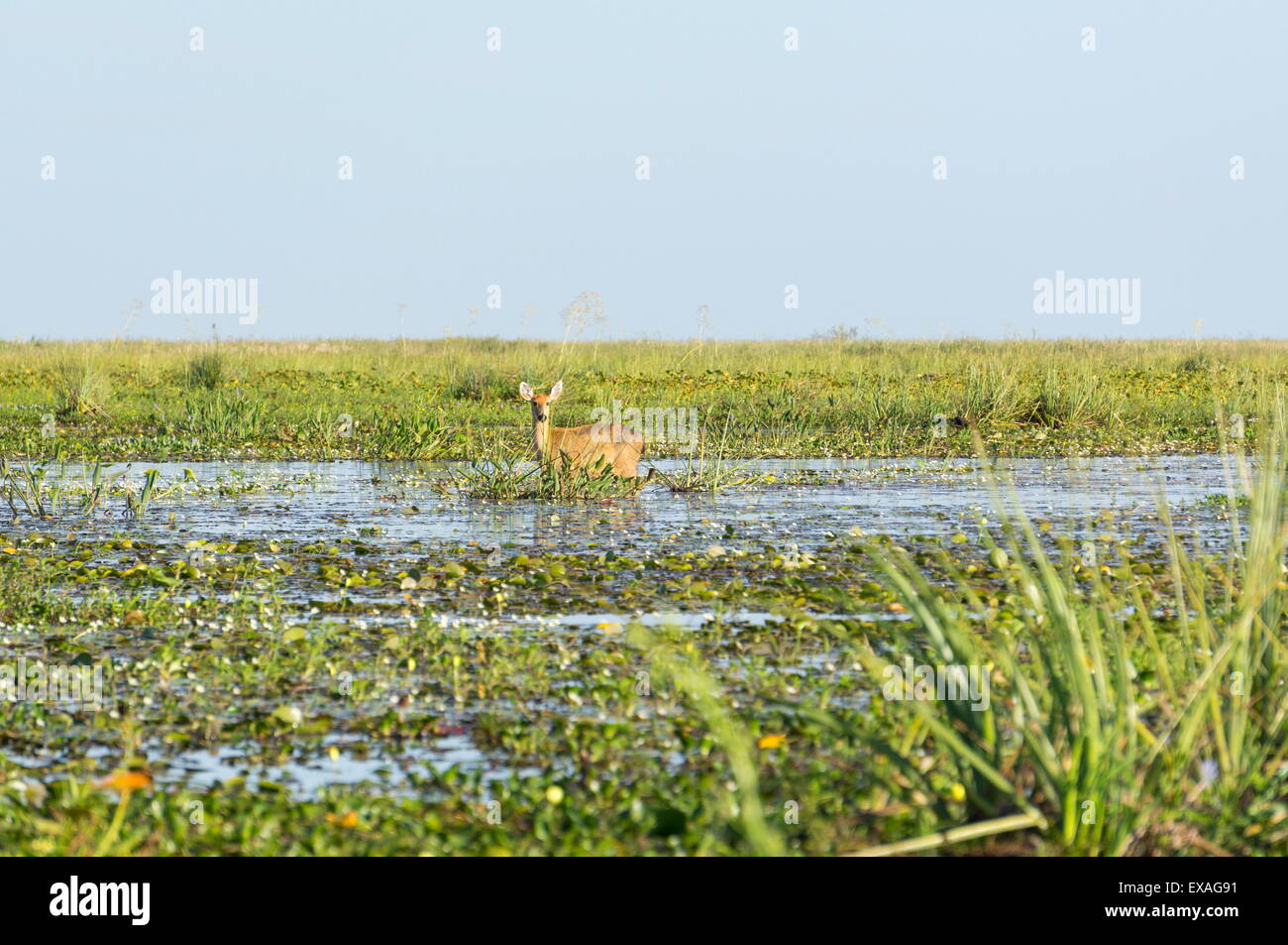 Pampas rares cerfs dans swamp, Ibera Parc National, l'Argentine, l'Amérique du Sud Banque D'Images