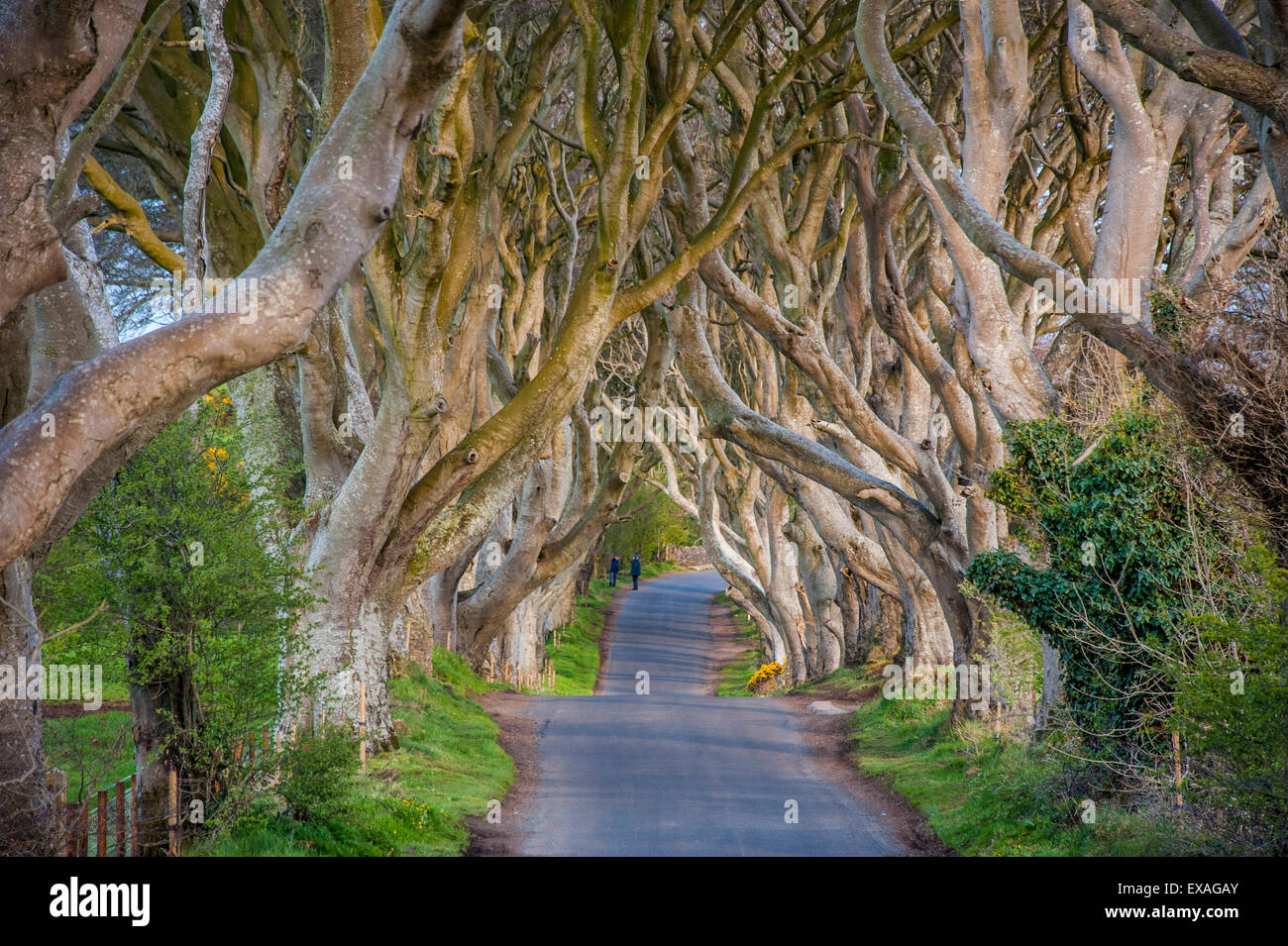 L'obscurité Hedges en Irlande du Nord, l'avenue de hêtre, l'Irlande du Nord, Royaume-Uni, Europe Banque D'Images L'obscurité Hedges en Irlande du Nord, l'avenue de hêtre, l'Irlande du Nord, Royaume-Uni, Europe Banque D'Images