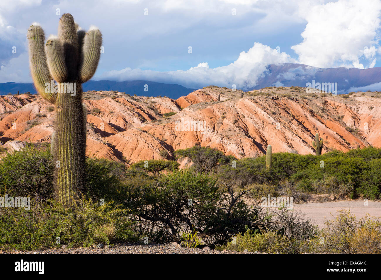 Cactus candélabres, Tin Tin, Valle de Los Cardones Park, l'Argentine, l'Amérique du Sud Banque D'Images
