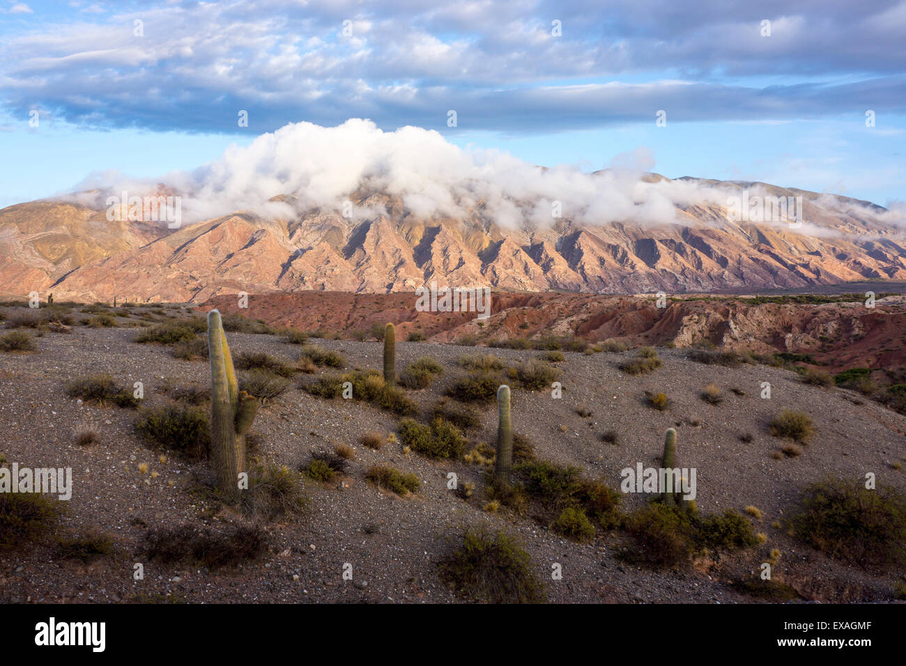 Cactus candélabres, Tin Tin, Valle de Los Cardones Park, l'Argentine, l'Amérique du Sud Banque D'Images