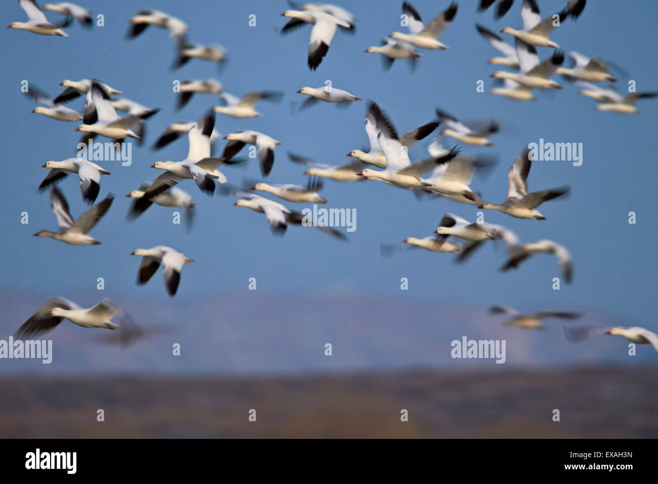 Oie des neiges (Chen caerulescens) troupeau en vol, Bosque del Apache National Wildlife Refuge, New Mexico, United States of America Banque D'Images