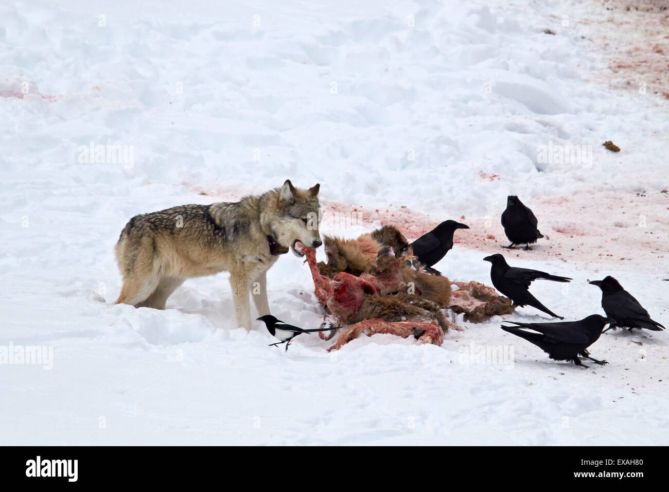 Le loup (Canis lupus) 870F de la jonction butte à une carcasse Pack elk en hiver, le Parc National de Yellowstone, Wyoming, USA Banque D'Images