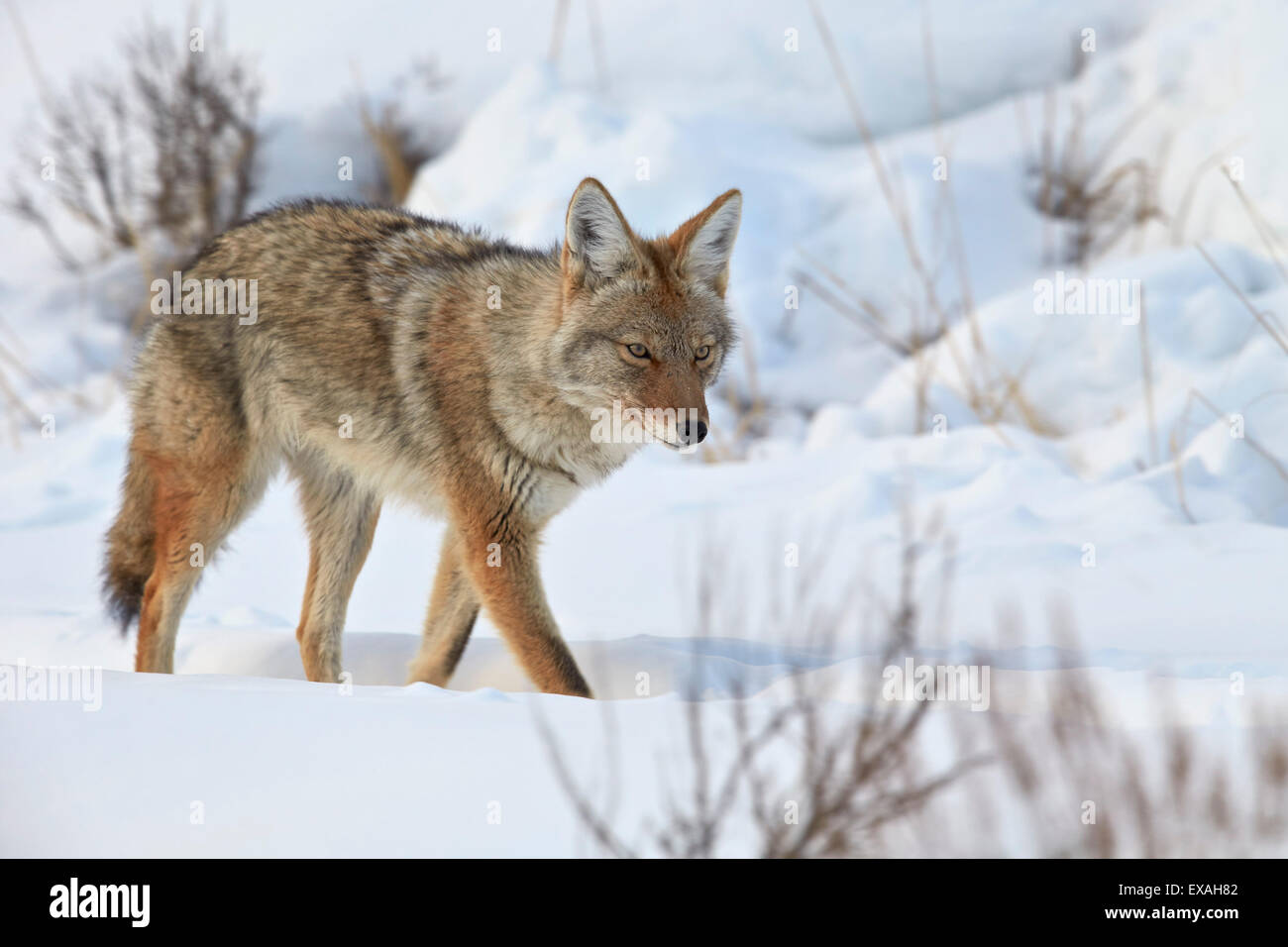 Le Coyote (Canis latrans) dans la neige en hiver, le Parc National de Yellowstone, Wyoming, États-Unis d'Amérique, Amérique du Nord Banque D'Images