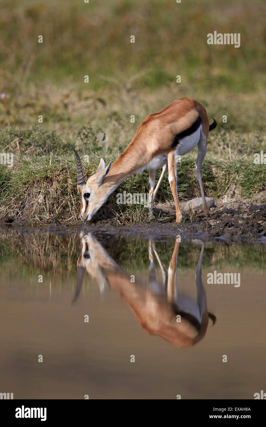 Thomson (Gazella thomsonii) buck boire avec la réflexion, le cratère du Ngorongoro, en Tanzanie, Afrique de l'Est, l'Afrique Banque D'Images