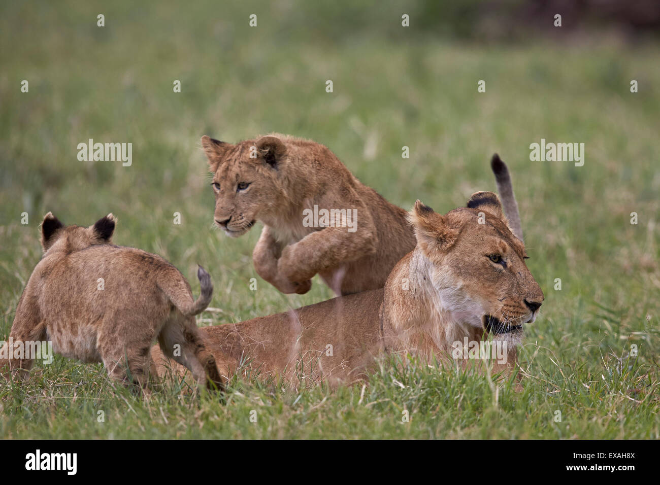 Lion (Panthera leo) d'Oursons jouant, le cratère du Ngorongoro, en Tanzanie, Afrique de l'Est, l'Afrique Banque D'Images