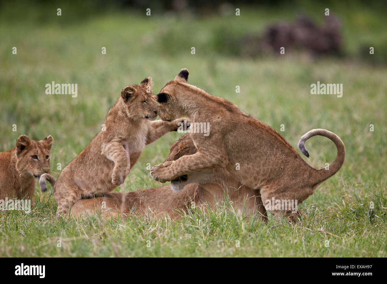 Lion (Panthera leo) d'Oursons jouant, le cratère du Ngorongoro, en Tanzanie, Afrique de l'Est, l'Afrique Banque D'Images