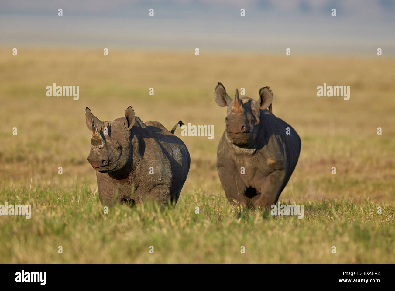 Le rhinocéros noir (hook-lipped rhinoceros) (Diceros bicornis) paire, le cratère du Ngorongoro, en Tanzanie, Afrique de l'Est, l'Afrique Banque D'Images