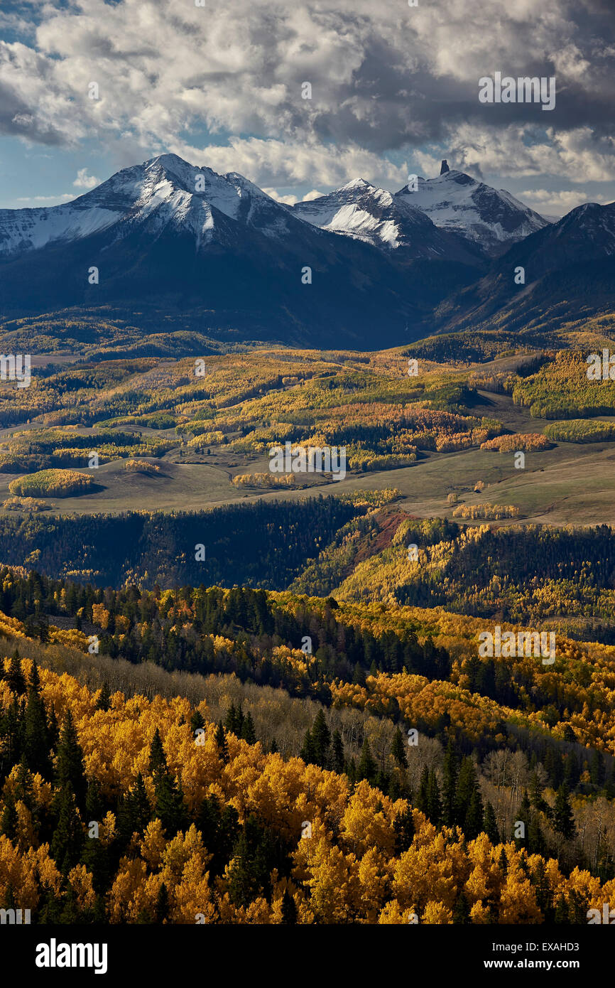 Tête de lézard jaune et tremble à l'automne, l'Uncompahgre National Forest, Colorado, États-Unis d'Amérique, Amérique du Nord Banque D'Images