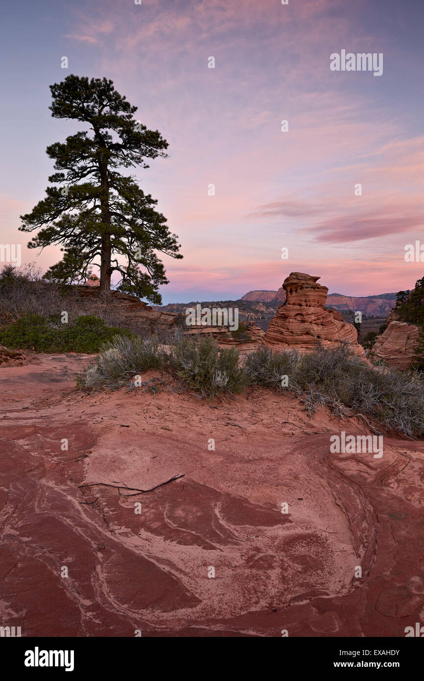Pine Tree et de grès rose à l'aube avec les nuages, Zion National Park, Utah, États-Unis d'Amérique, Amérique du Nord Banque D'Images