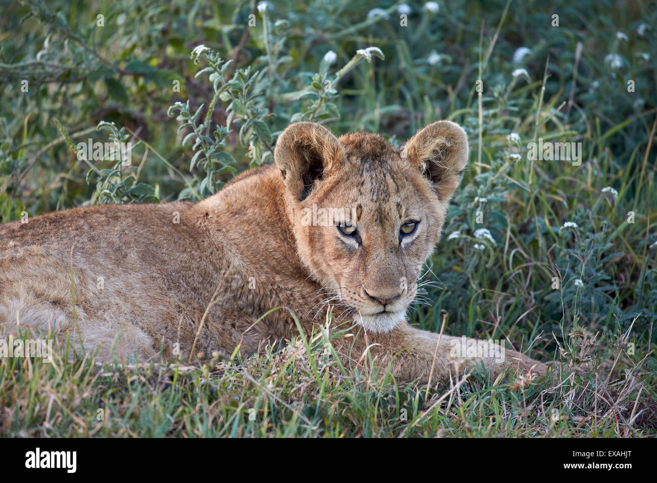 Lion (Panthera leo) cub, le cratère du Ngorongoro, en Tanzanie, Afrique de l'Est, l'Afrique Banque D'Images