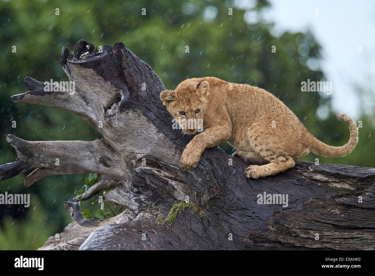 Lion (Panthera leo) cub sur l'écrasement d'un tronc d'arbre dans la pluie, le cratère du Ngorongoro, en Tanzanie, Afrique de l'Est, l'Afrique Banque D'Images