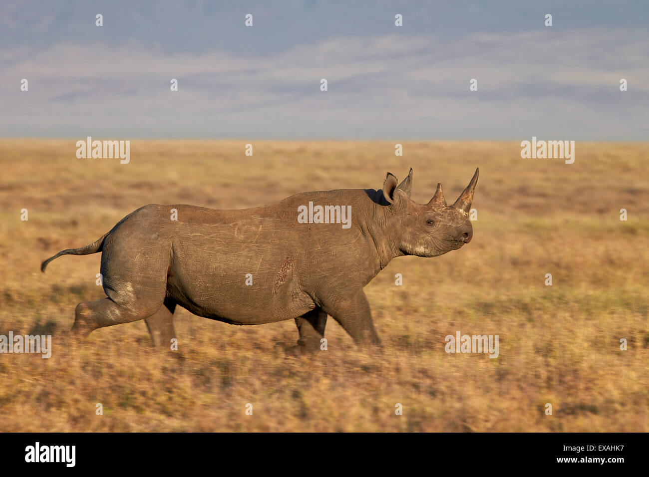 Le rhinocéros noir (hook-lipped rhinoceros) (Diceros bicornis) en cours d'exécution, le cratère du Ngorongoro, en Tanzanie, Afrique de l'Est, l'Afrique Banque D'Images