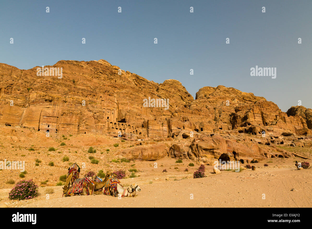 Petra, Jordanie, 8 juin. Petra, Jordanie, 8 juin. Avis de chameaux de travail contre les temples et les maisons bédouines à Pétra. Banque D'Images