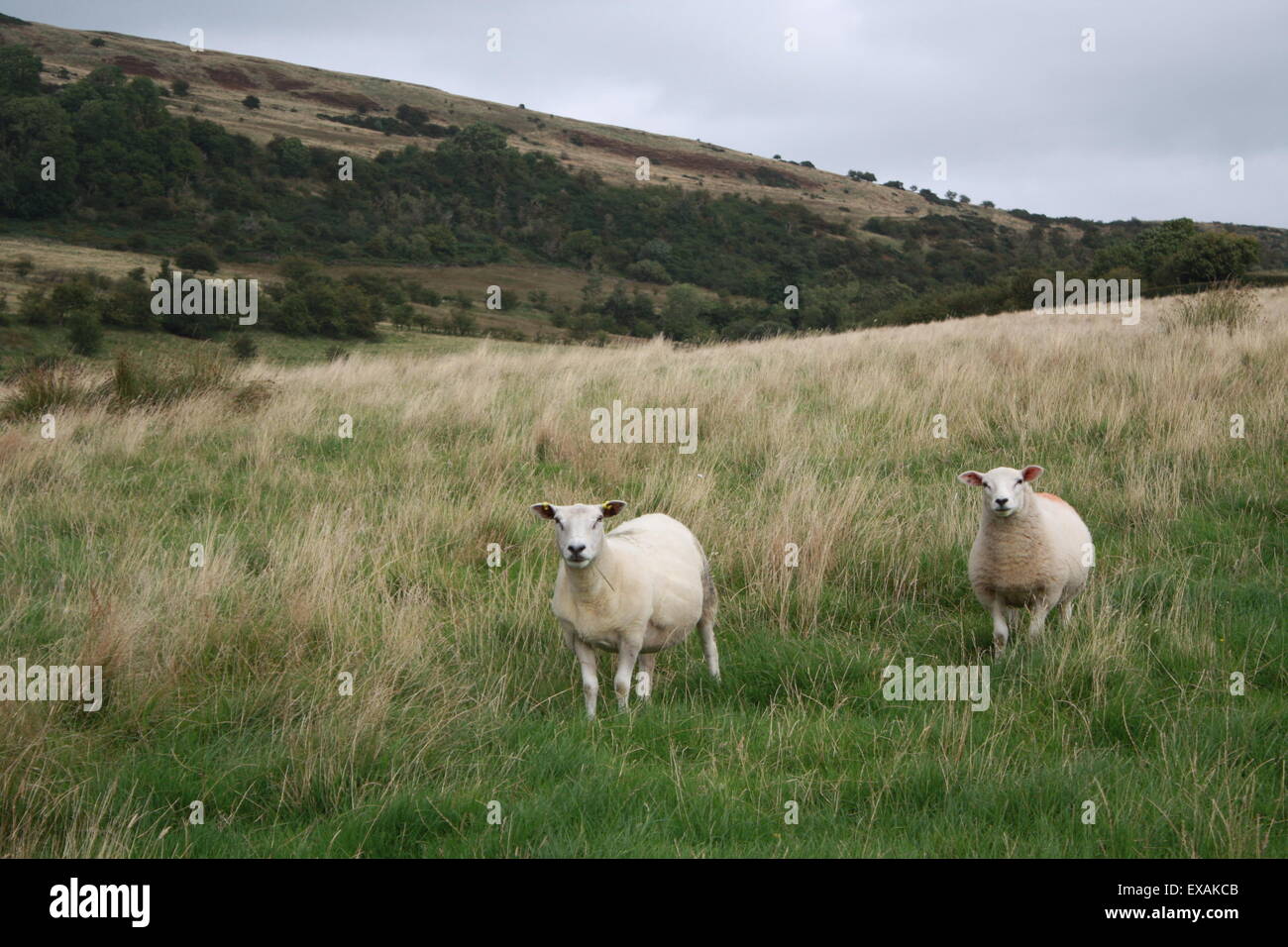Moutons dans un champ sur la Old Kilpatrick hills Banque D'Images