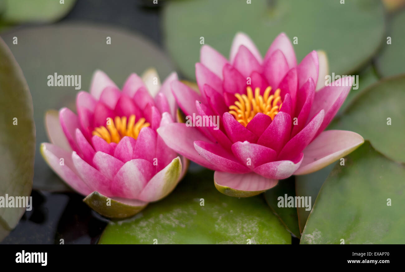Violet rouge deux nénuphars roses avec feuilles Banque D'Images