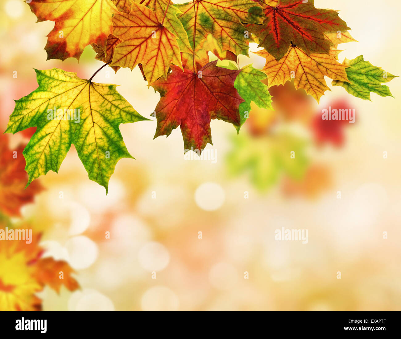 Arrière-plan flou d'automne coloré bordé de feuilles d'érable, l'accent peu profondes Banque D'Images