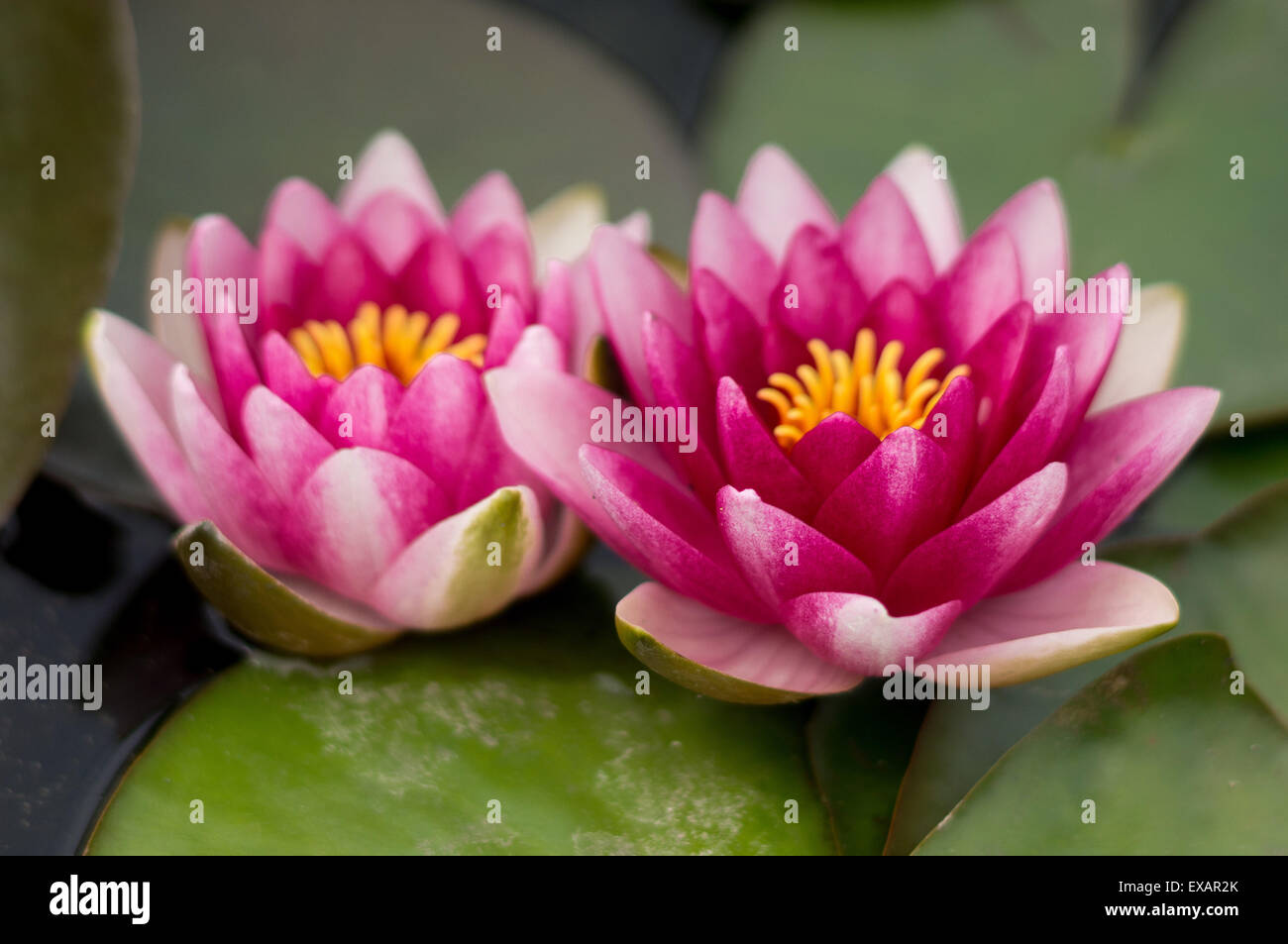 Violet rouge deux nénuphars roses avec feuilles Banque D'Images