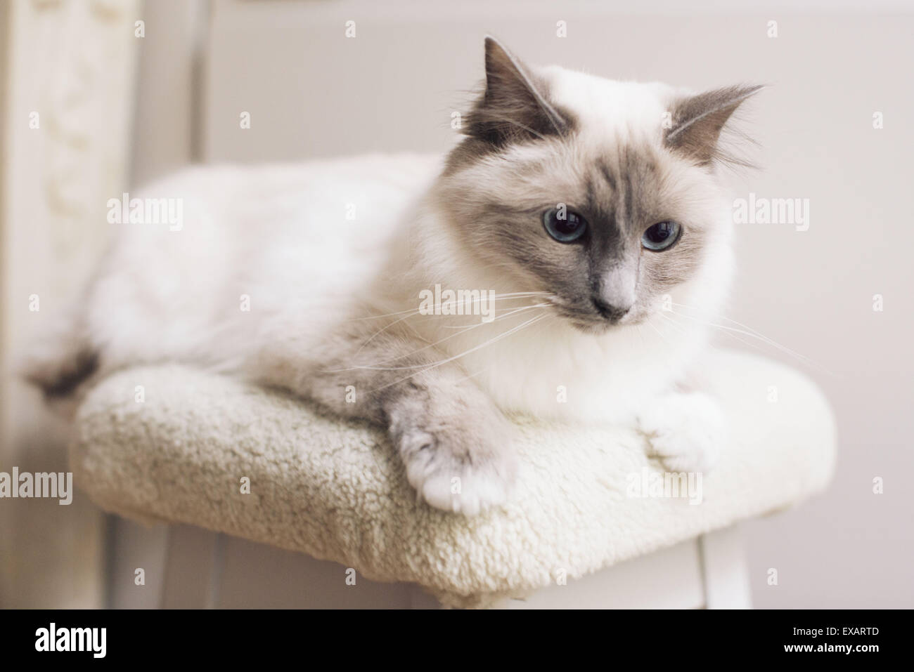 Chat Ragdoll couché Banque D'Images