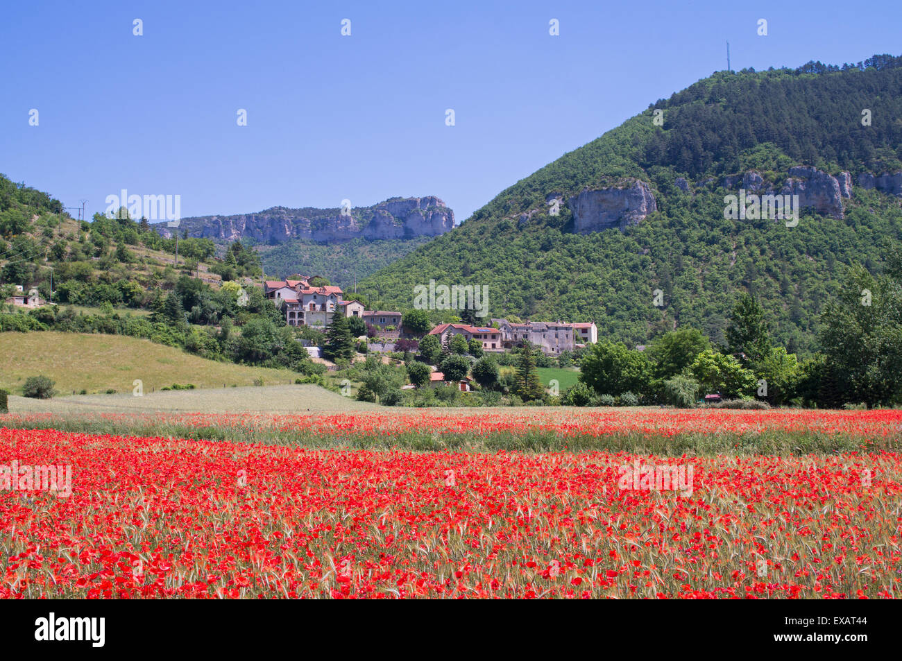 Un champ de coquelicots rouges près du village de Massebiau dans la vallée de la Dourbie près de Millau, France, Europe Banque D'Images