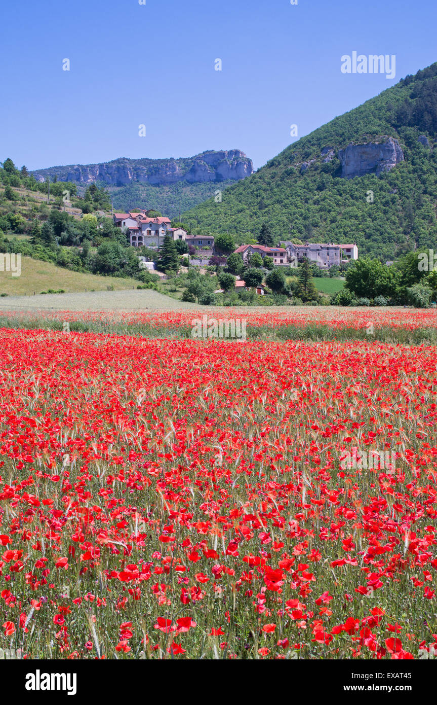 Un champ de coquelicots rouges près du village de Massebiau dans la vallée de la Dourbie près de Millau, France, Europe Banque D'Images