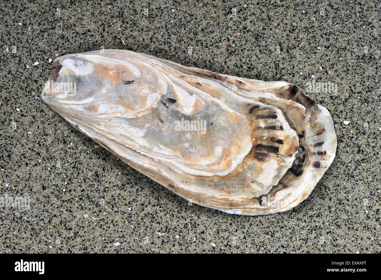 L'huître du Pacifique / japonais / huître huître Miyagi (Crassostrea gigas) shell lavés sur plage le long de la côte de la mer du Nord Banque D'Images