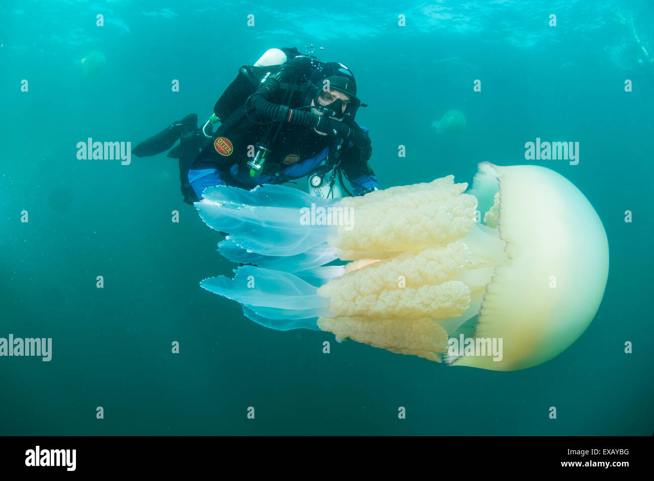 Baril Jelly fish avec diver de la couche de Devon au Royaume-Uni. Banque D'Images