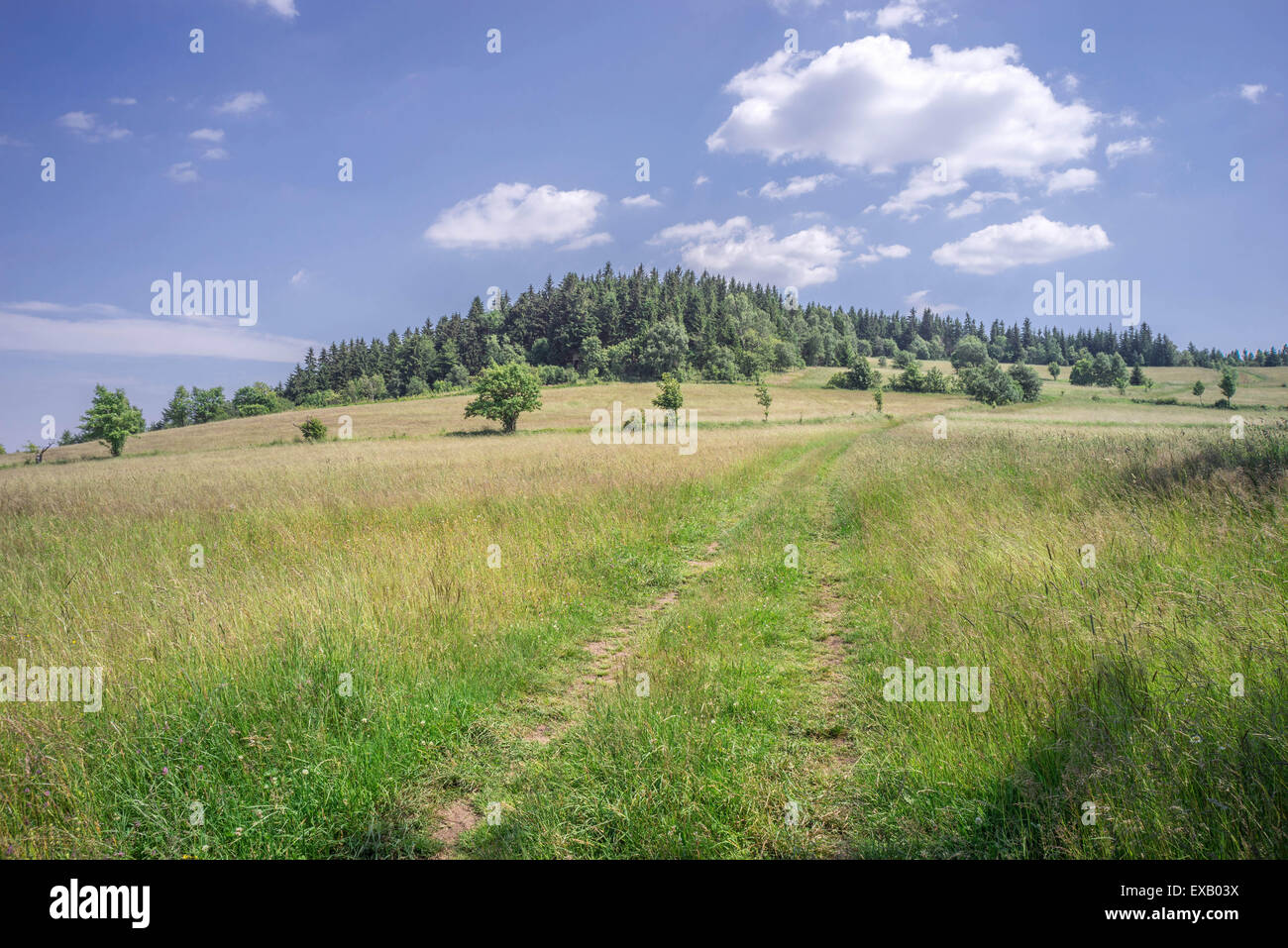 Mountain meadow d'été près de Jugowska chouette passage Eulengebirge Montagnes Sudety Pologne Banque D'Images