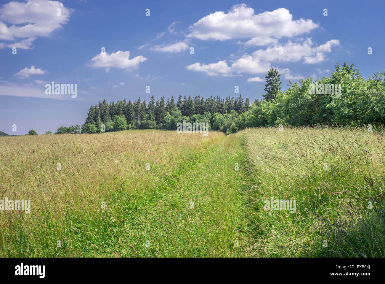 Mountain meadow d'été près de Jugowska chouette passage Eulengebirge Montagnes Sudety Pologne Banque D'Images