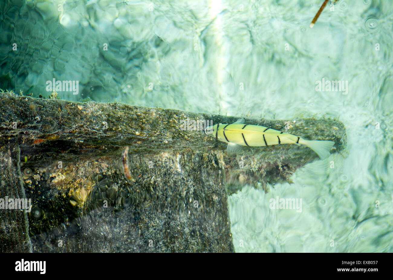 L'alimentation des poissons tropicaux jaune sur les algues en lagon peu profond de l'océan Indien aux Maldives Banque D'Images