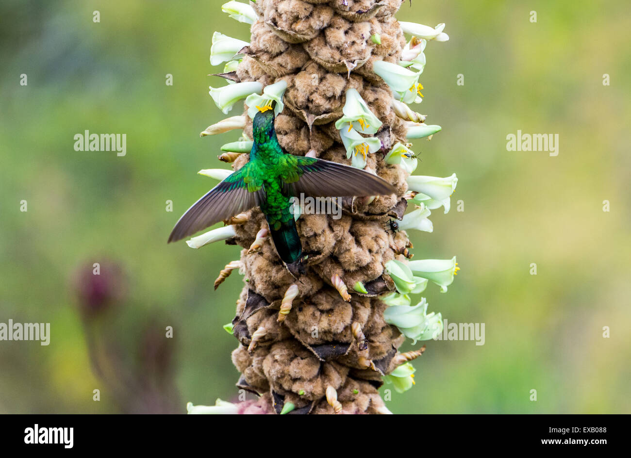 Un pétillant Violet-oreille (Colibri colibri coruscans) se nourrissant de fleurs sauvages. Geobotanic chemins aventureux, l'Équateur. Banque D'Images