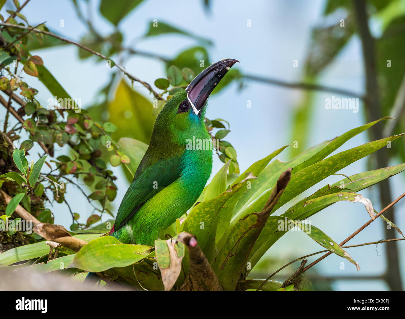 Toucanet à croupion rouge UN (Turdus haematopygus) boire de l'eau dans une usine de broméliacées. Quito, Equateur. Banque D'Images