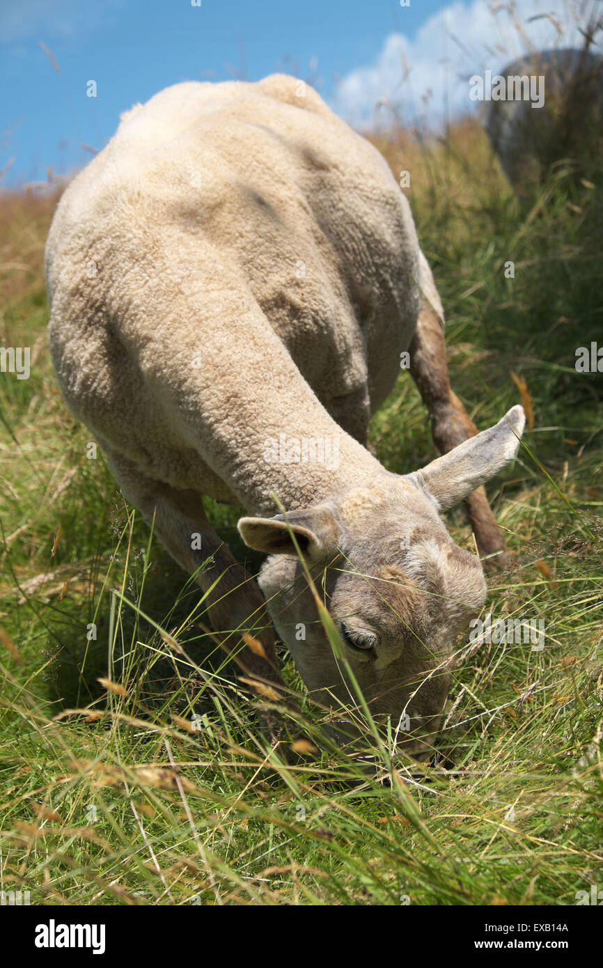 Le pâturage des moutons brebis tondue récemment sur une colline entre les hautes herbes dans le Herefordshire UK en Juillet Banque D'Images