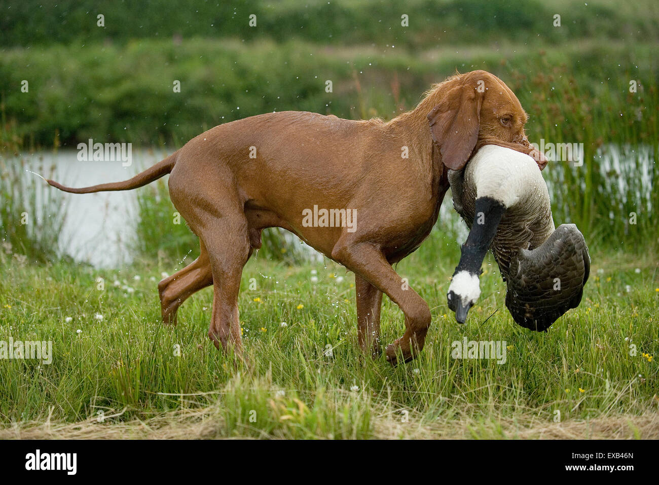 Poil dur chien hongrois Vizsla devint l'extraction d'un tourné à partir de  l'eau d'oie Photo Stock - Alamy