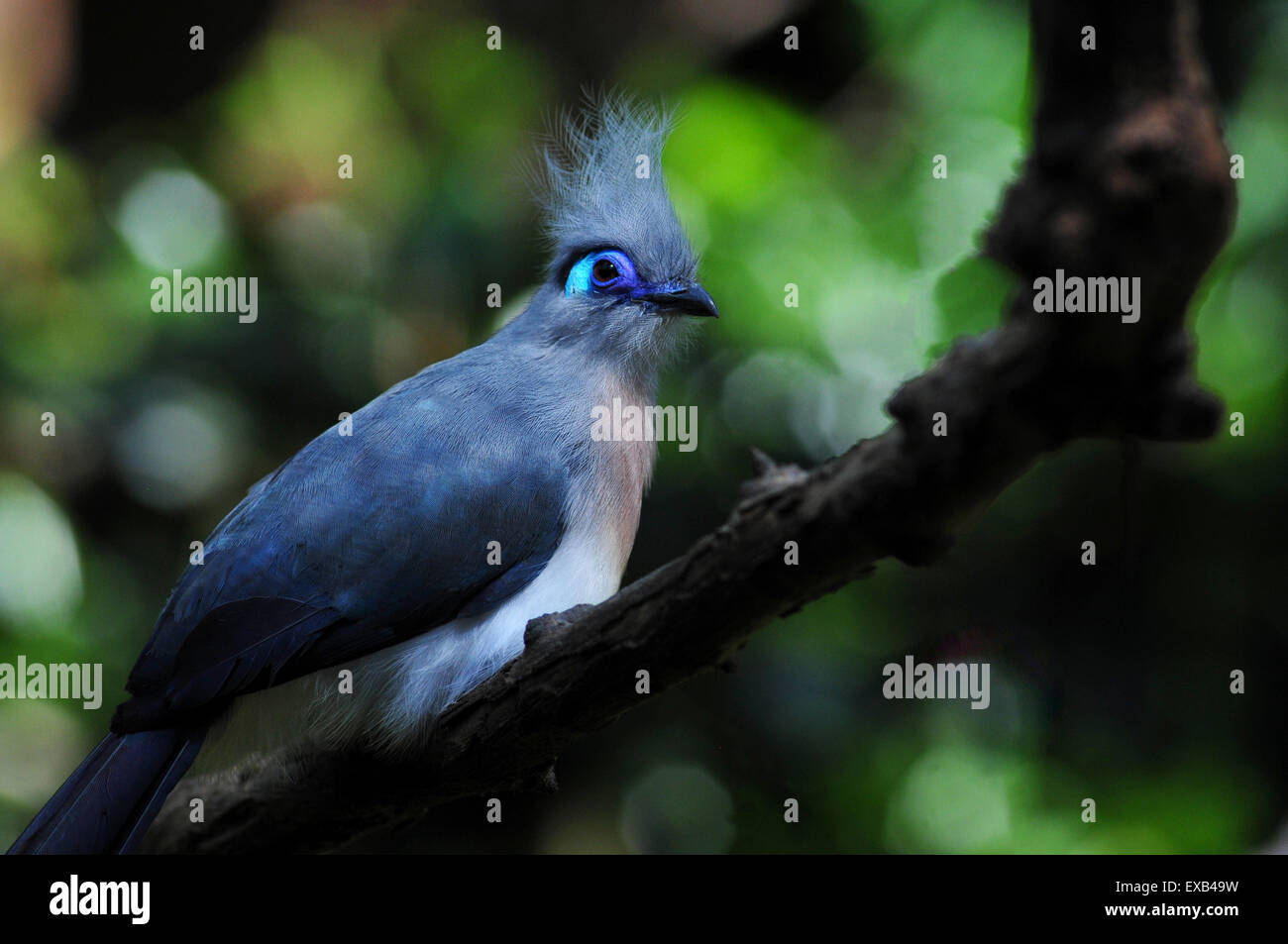 Gros plan de l'oiseau bleu exotique dans l'été Banque D'Images