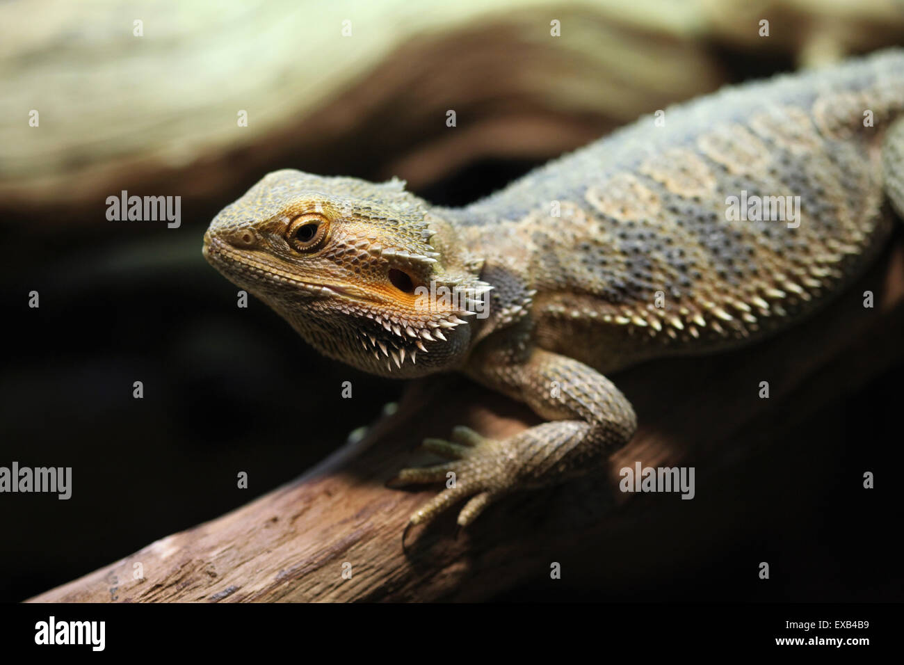 Le centre de dragon barbu (Pogona vitticeps), également connu sous le dragon barbu à Usti nad Labem Zoo, République tchèque. Banque D'Images