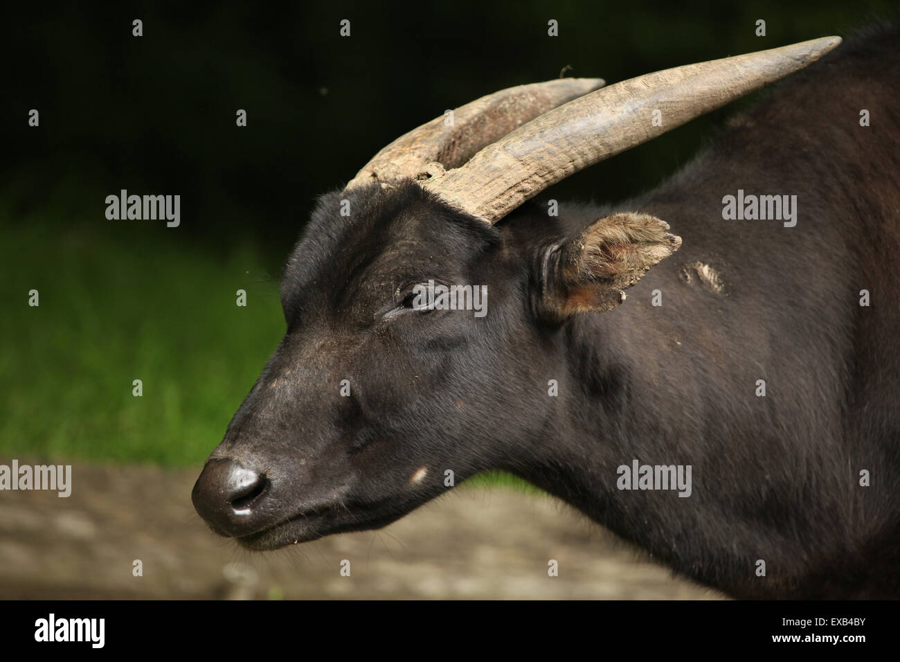 (Bubalus depressicornis anoa des plaines) au Zoo d'Usti nad Labem en Bohême du Nord, en République tchèque. Banque D'Images