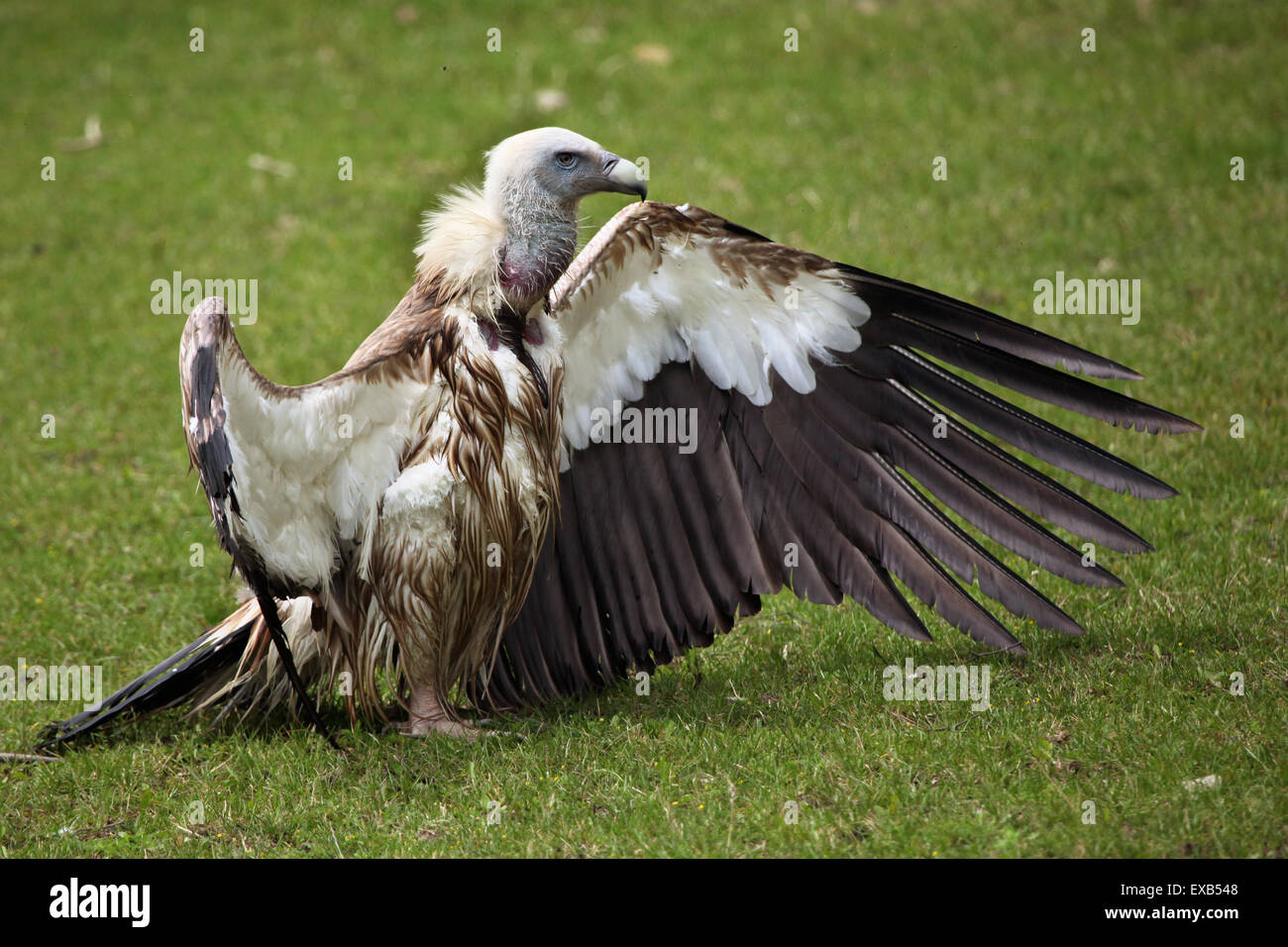 Himalayan (Gyps himalayensis), également connu sous le nom de l'Himalayan griffon à Usti nad Labem Zoo, le nord de la Bohême, République tchèque. Banque D'Images