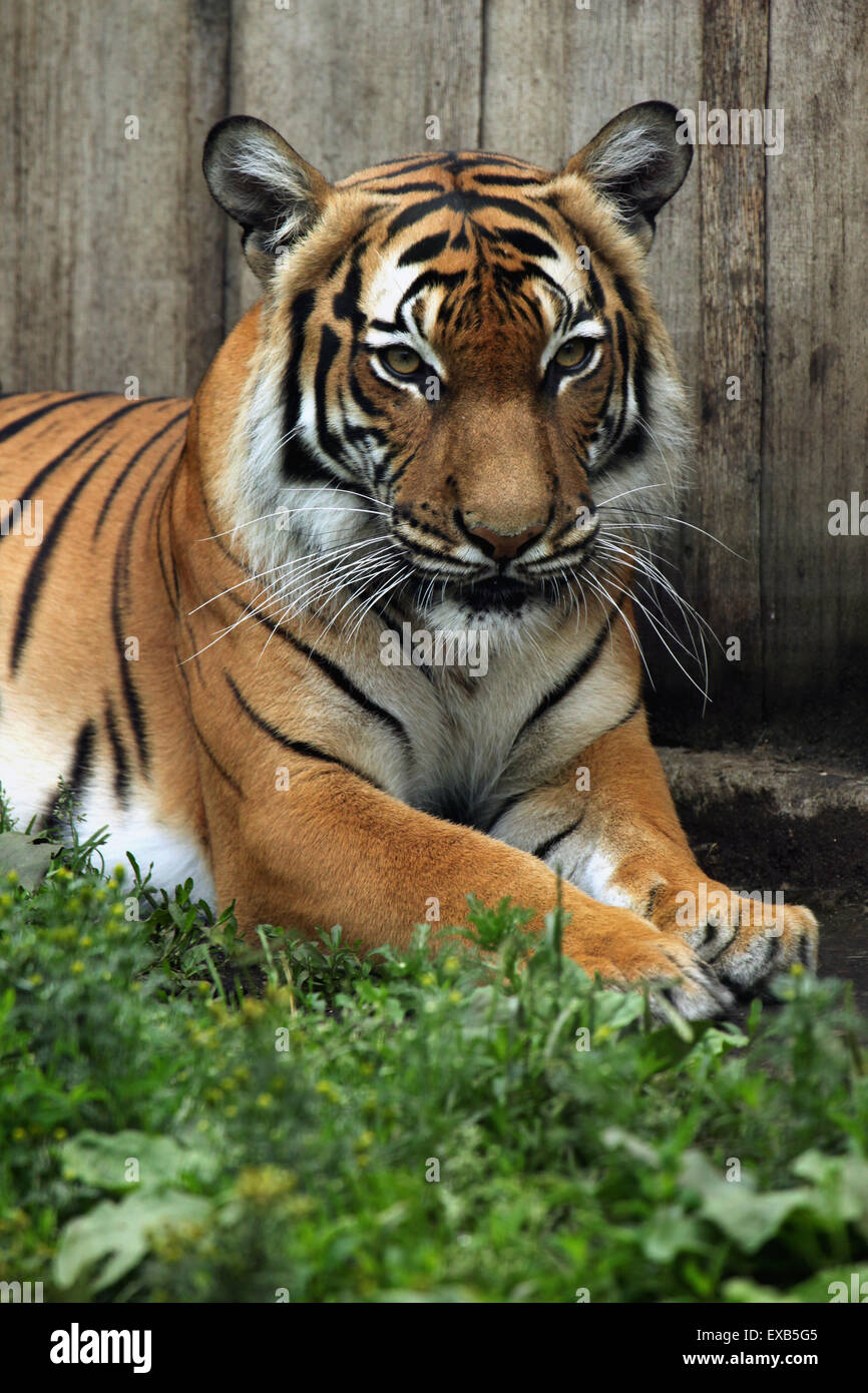 Tigre de Malaisie (Panthera tigris jacksoni) au Zoo d'Usti nad Labem en Bohême du Nord, en République tchèque. Banque D'Images