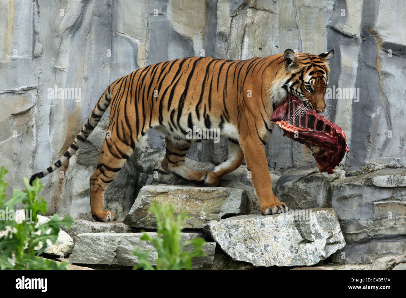 Tigre de Malaisie (Panthera tigris jacksoni) au Zoo d'Usti nad Labem en Bohême du Nord, en République tchèque. Banque D'Images