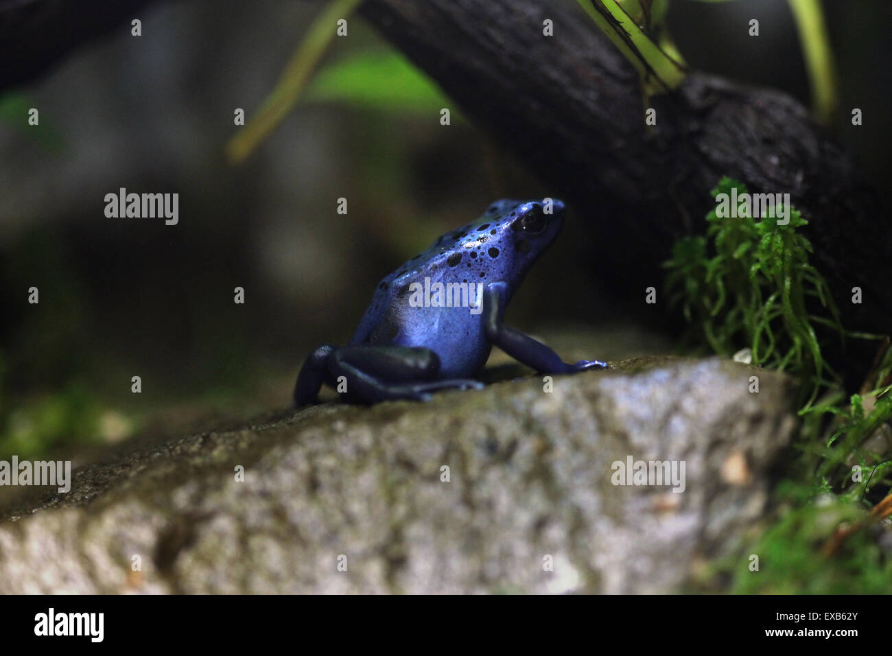 Blue poison dart frog (Dentrobates azureus), également connu sous le nom de blue poison arrow frog à Usti nad Labem Zoo, République tchèque. Banque D'Images