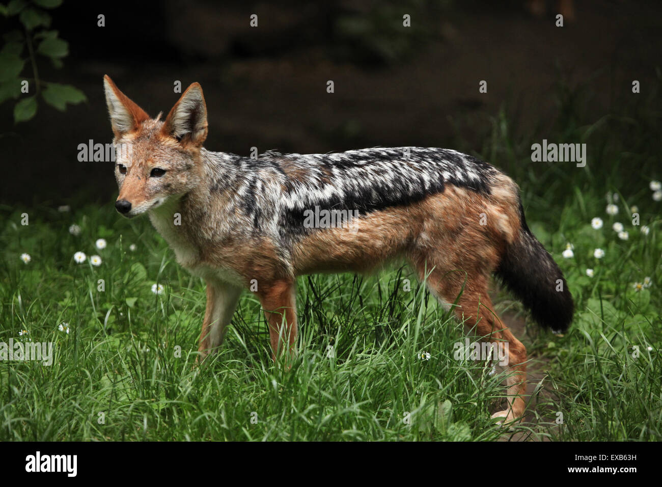 Le chacal à dos noir (Canis mesomelas) au Zoo d'Usti nad Labem en Bohême du Nord, en République tchèque. Banque D'Images