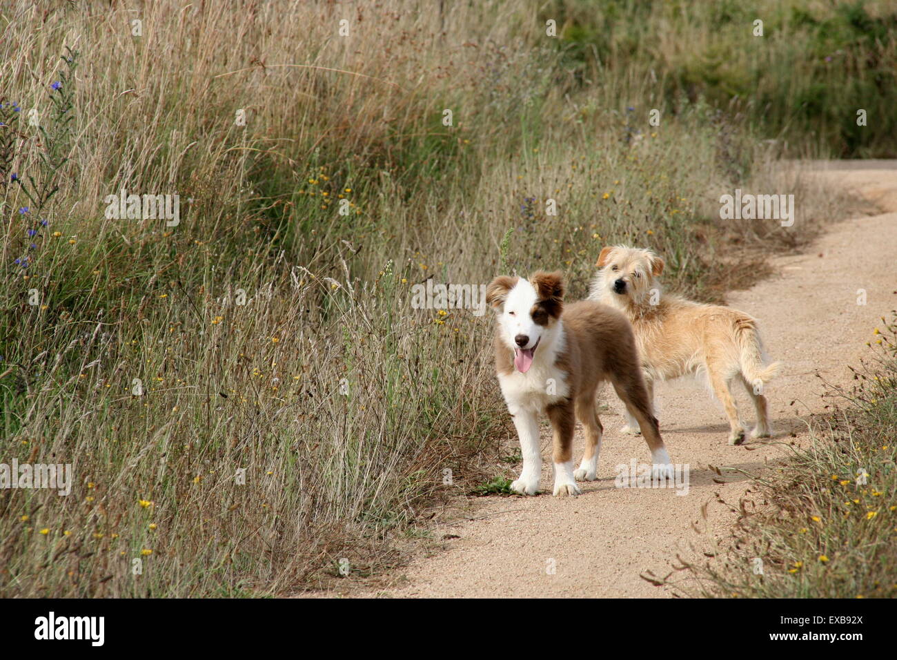 Deux mignons, scruffy chiens sur un chemin de campagne, de l'Australie. Banque D'Images