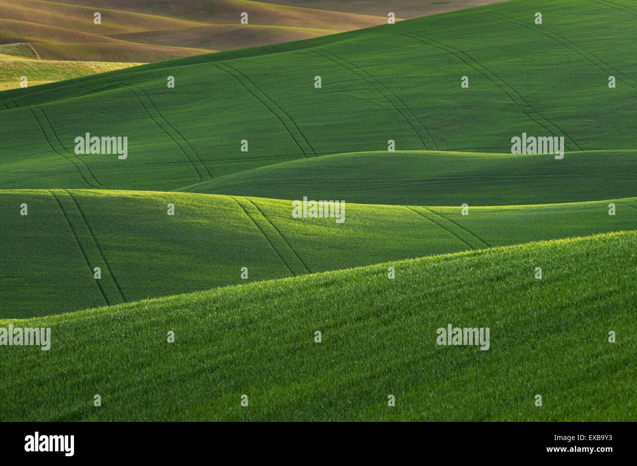 Collines de champs de blé vert dans la région de Palouse l'empire intérieur de Washington Banque D'Images