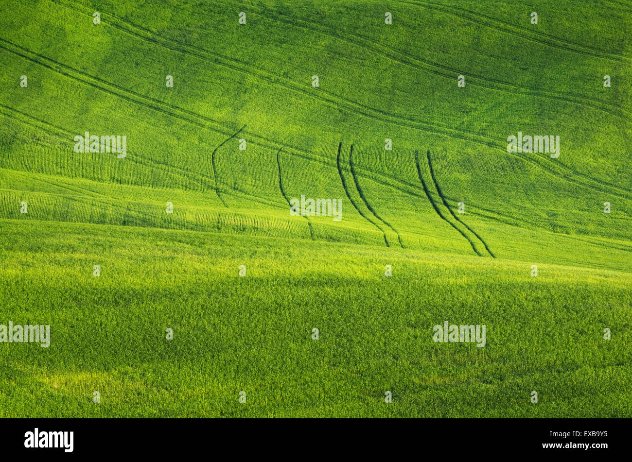 Collines de champs de blé vert dans la région de Palouse l'empire intérieur de Washington Banque D'Images