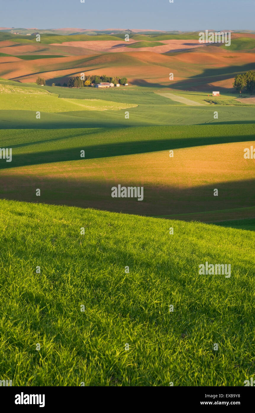 Collines de champs de blé vert dans la région de Palouse l'empire intérieur de Washington Banque D'Images