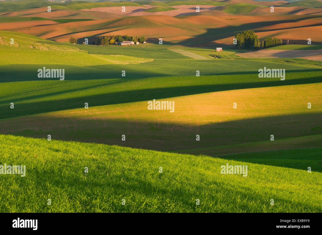 Collines de champs de blé vert dans la région de Palouse l'empire intérieur de Washington Banque D'Images