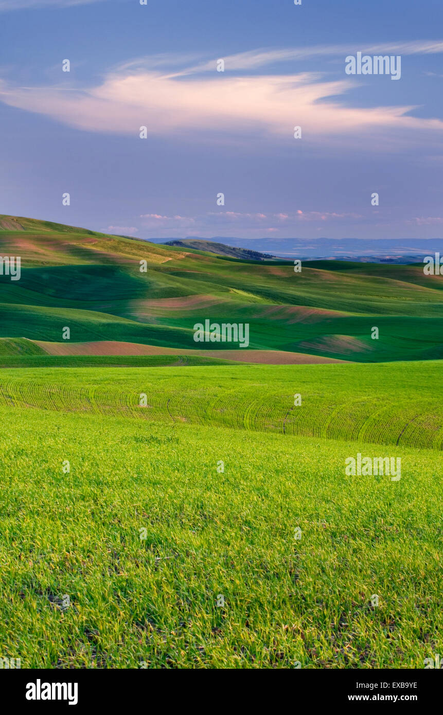 Collines de champs de blé vert dans la région de Palouse l'empire intérieur de Washington Banque D'Images