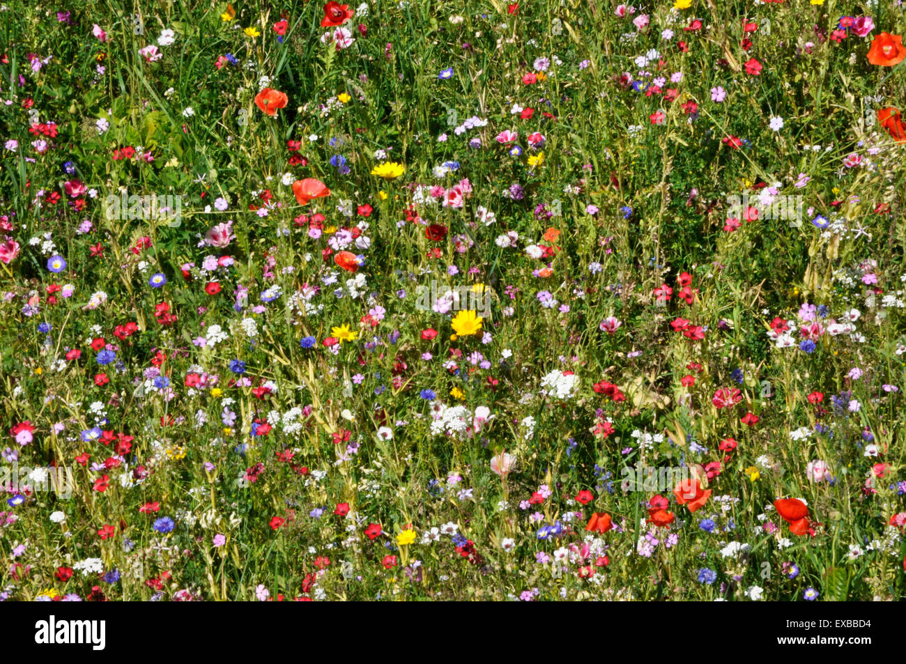 Wild Flower meadow Banque D'Images