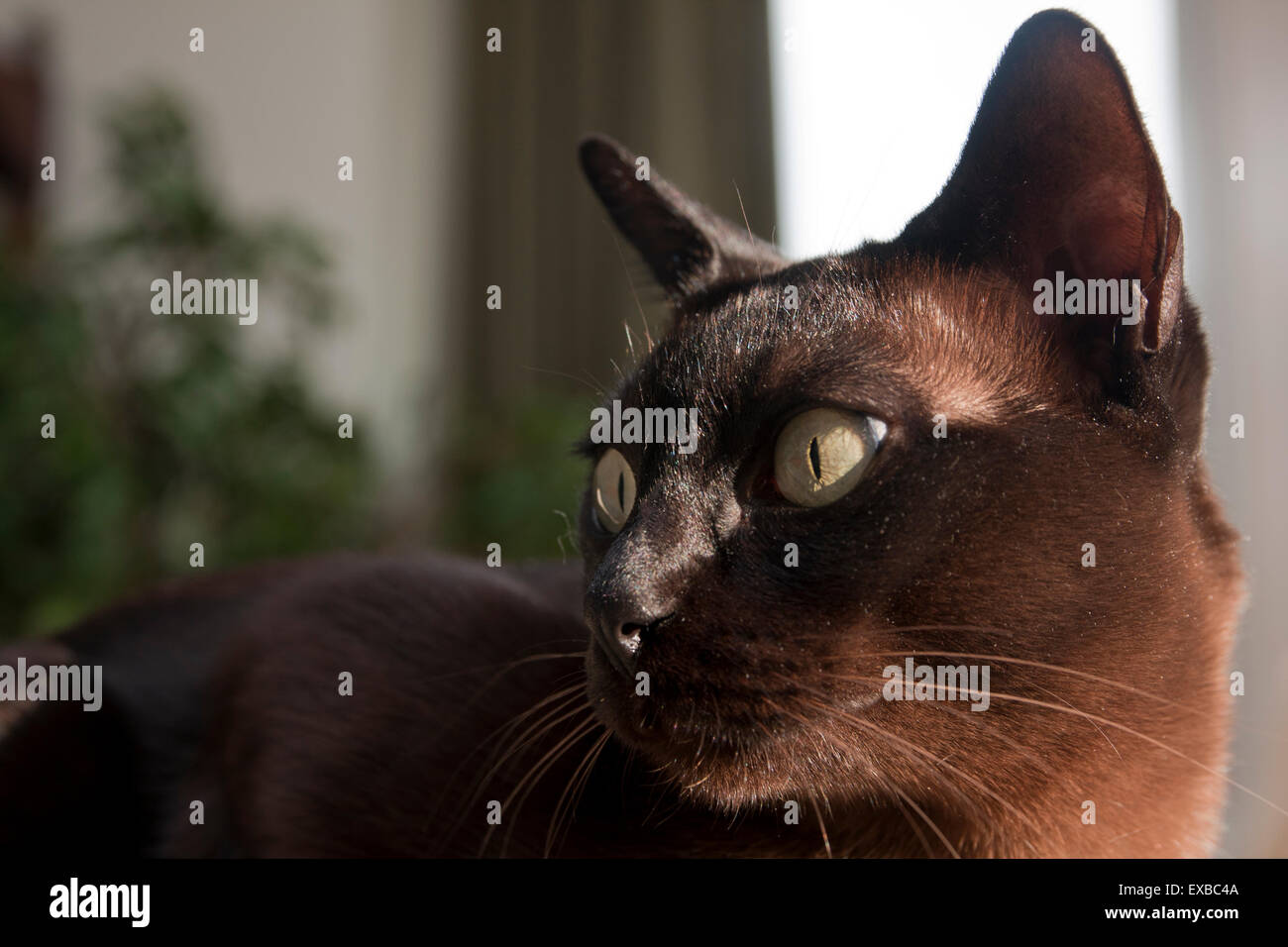 Chat birman, brun chocolat, Close up des yeux Banque D'Images