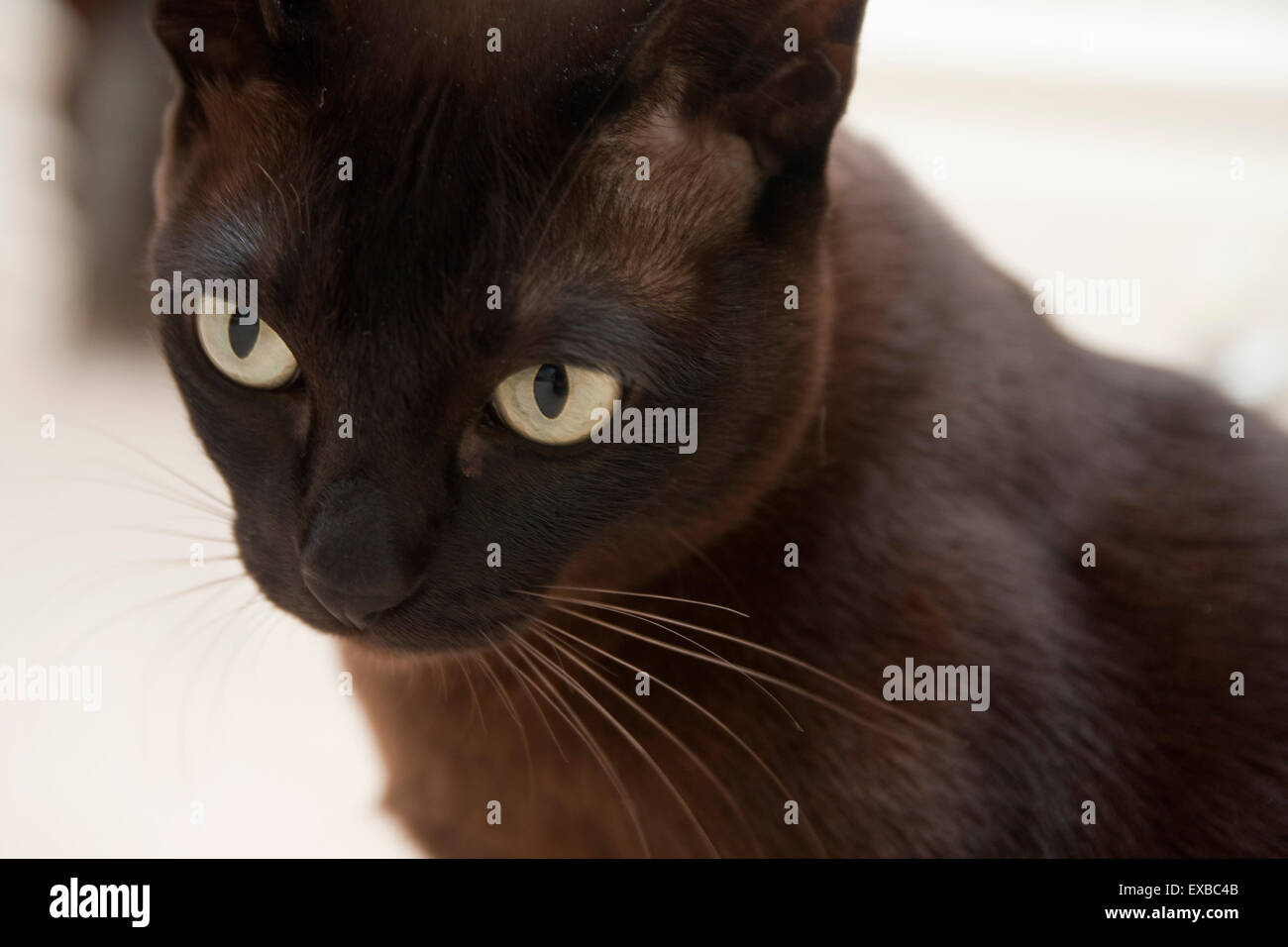 Chat birman, brun chocolat, Close up des yeux Banque D'Images